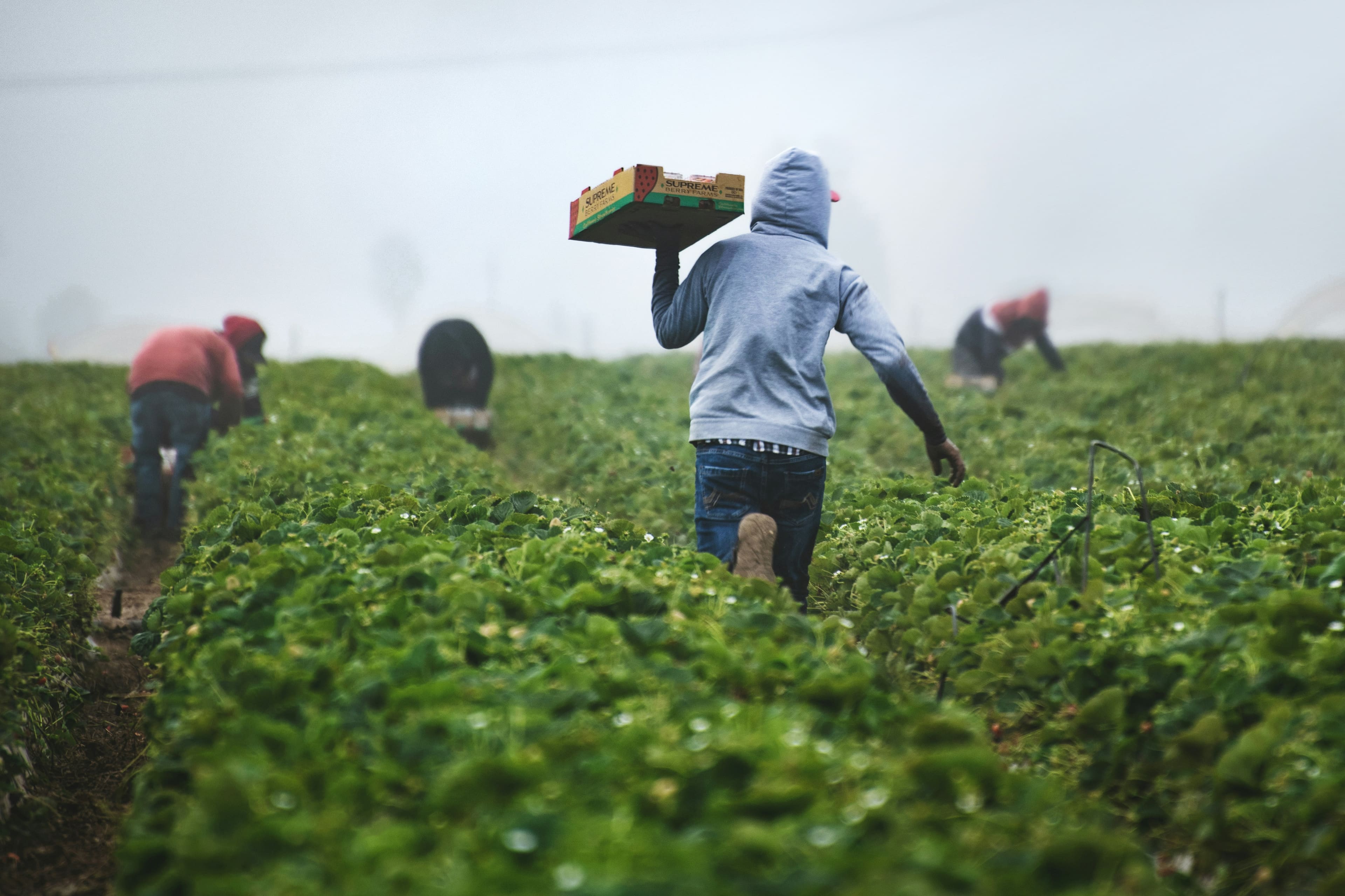 Crop Farming